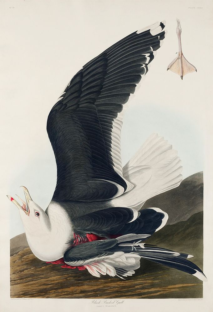 Black Backed Gull from Birds of America (1827) by John James Audubon, etched by William Home Lizars. Original from…