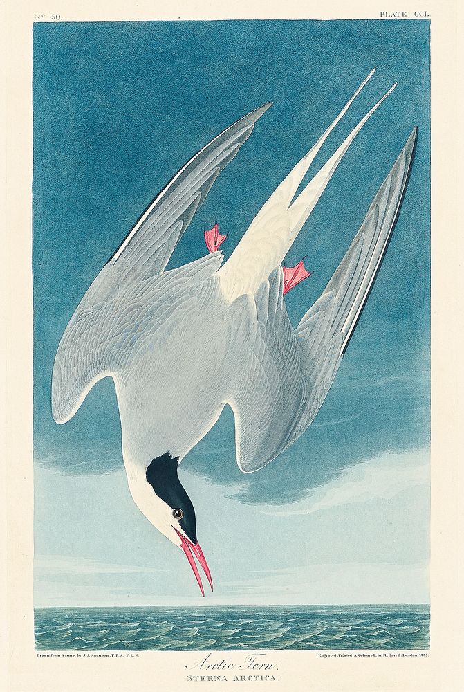 Arctic Tern from Birds of America (1827) by John James Audubon, etched by William Home Lizars. Original from University of…