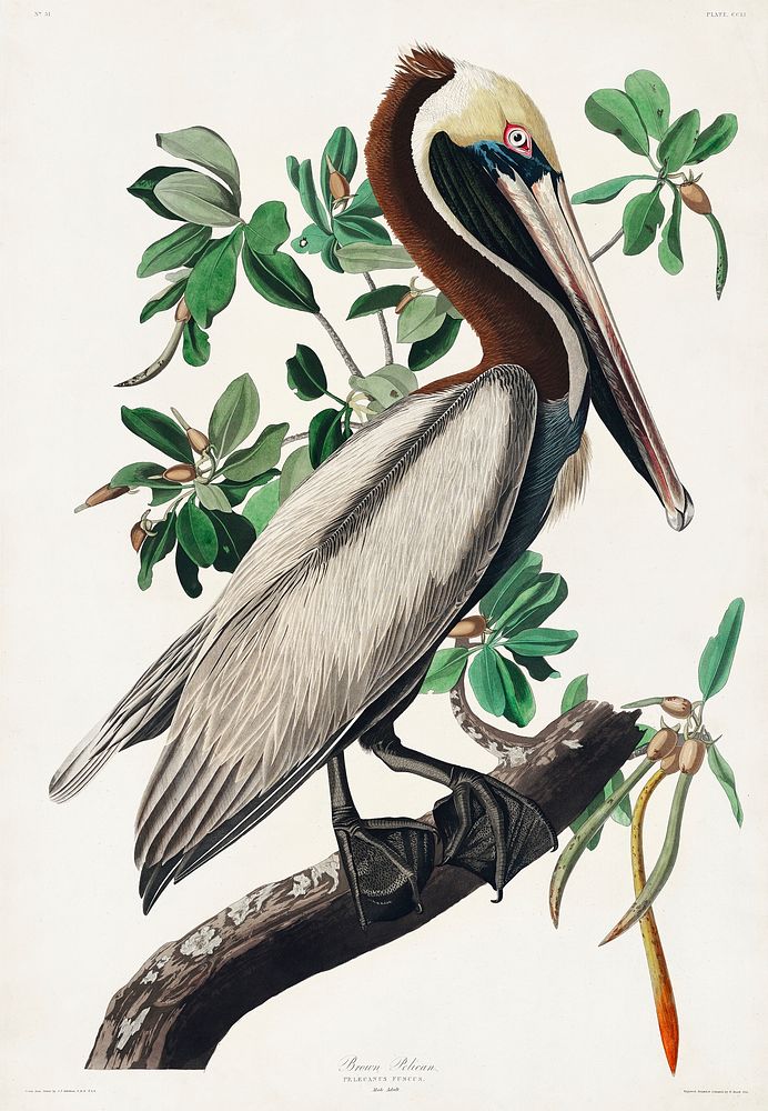 Brown Pelican from Birds of America (1827) by John James Audubon, etched by William Home Lizars. Original from University of…