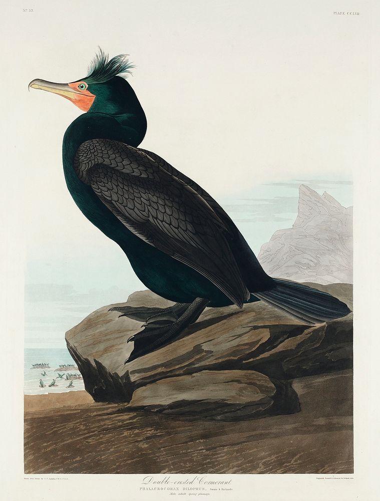 Double-crested Cormorant from Birds of America (1827) by John James Audubon, etched by William Home Lizars. Original from…