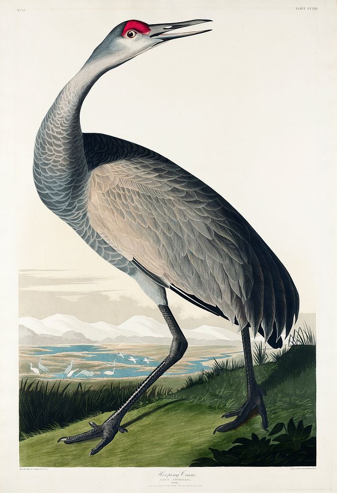 Hooping Crane from Birds of America (1827) by John James Audubon, etched by William Home Lizars. Original from University of…