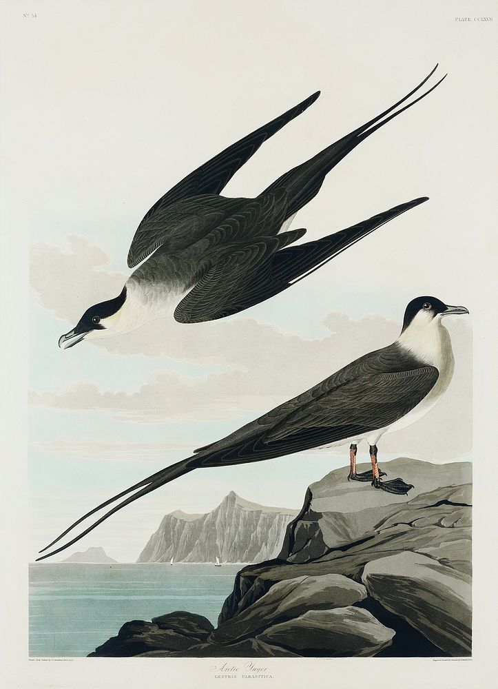 Arctic Yager from Birds of America (1827) by John James Audubon, etched by William Home Lizars. Original from University of…