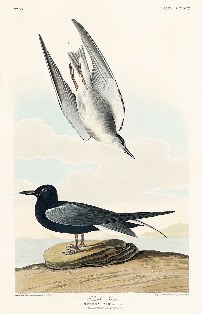 Black Tern from Birds of America (1827) by John James Audubon, etched by William Home Lizars. Original from University of…