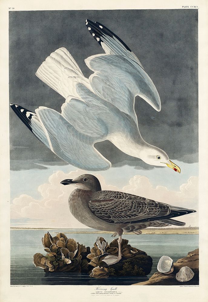 Herring Gull from Birds of America (1827) by John James Audubon, etched by William Home Lizars. Original from University of…