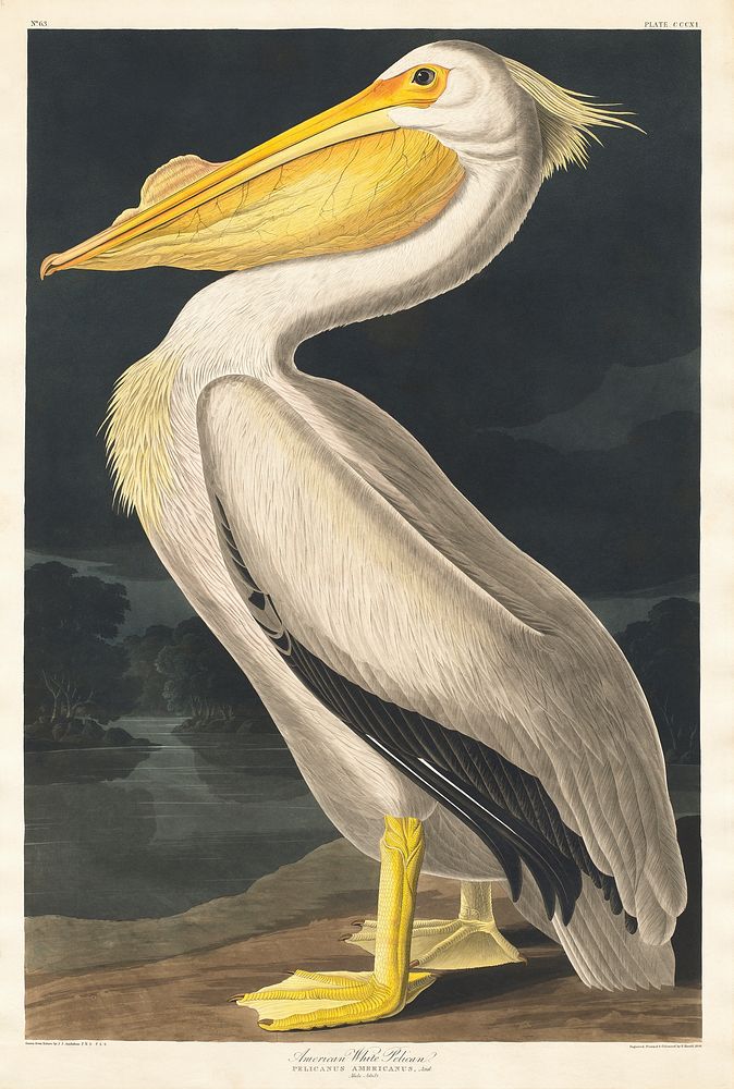 American White Pelican from Birds of America (1827) by John James Audubon, etched by William Home Lizars. Original from…