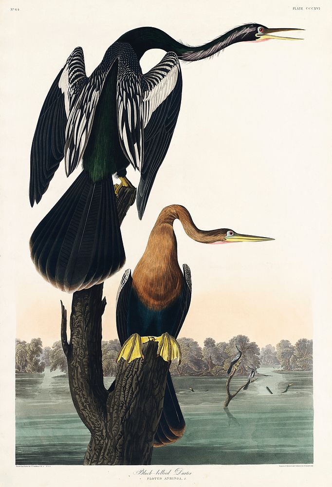 Black-bellied Darter from Birds of America (1827) by John James Audubon, etched by William Home Lizars. Original from…