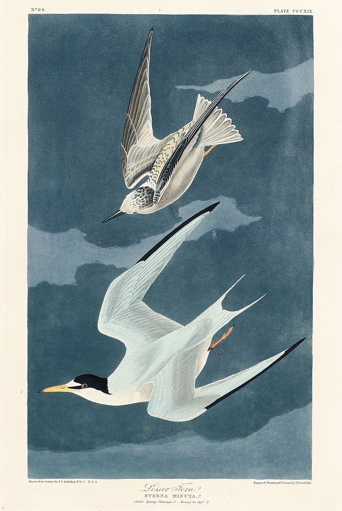 Lesser Tern from Birds of America (1827) by John James Audubon, etched by William Home Lizars. Original from University of…