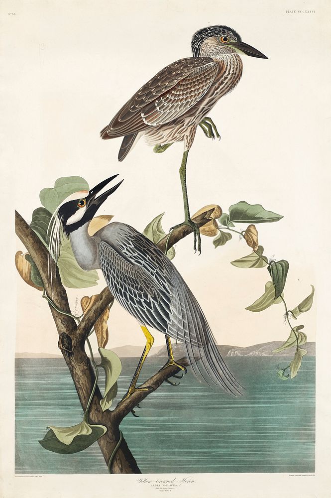 Yellow-Crowned Heron from Birds of America (1827) by John James Audubon, etched by William Home Lizars. Original from…