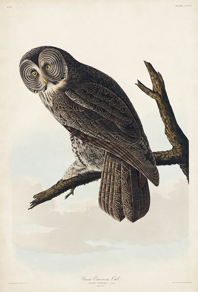 Great Cinereous Owl from Birds of America (1827) by John James Audubon, etched by William Home Lizars. Original from…