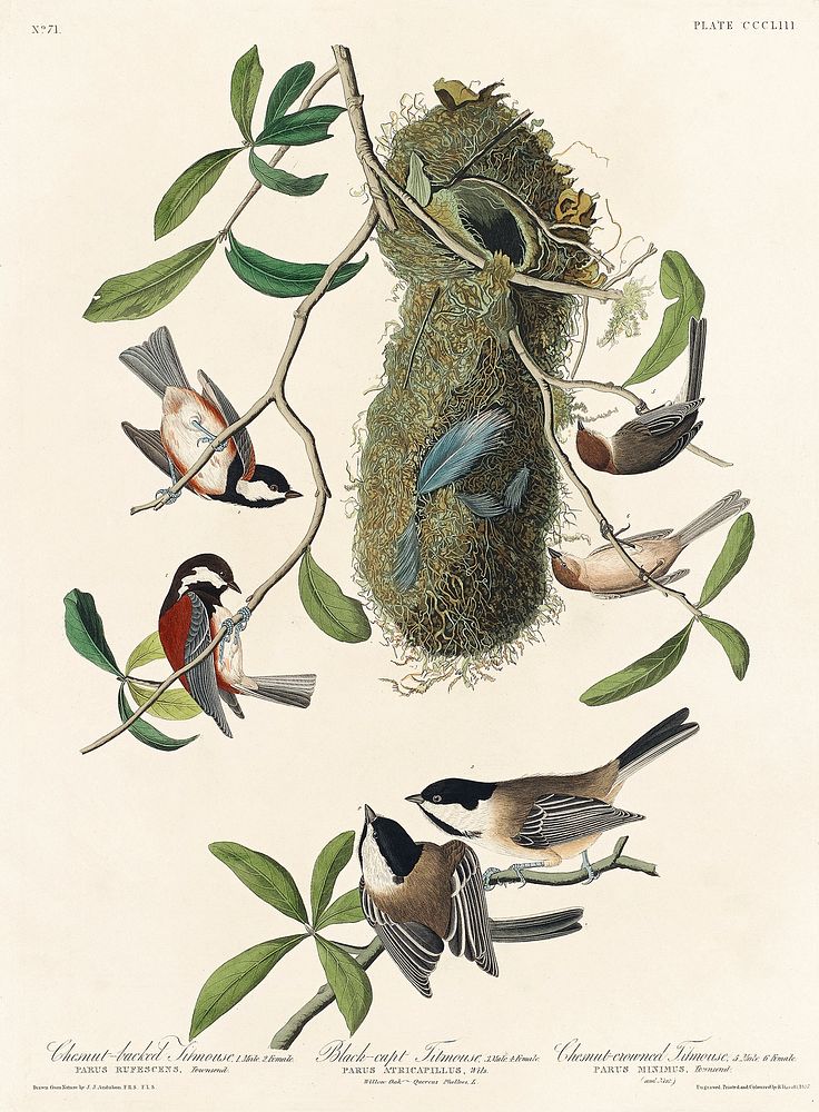 Chesnut-backed Titmouse, Black-capt Titmouse and Chesnut-crowned Titmouse from Birds of America (1827) by John James…