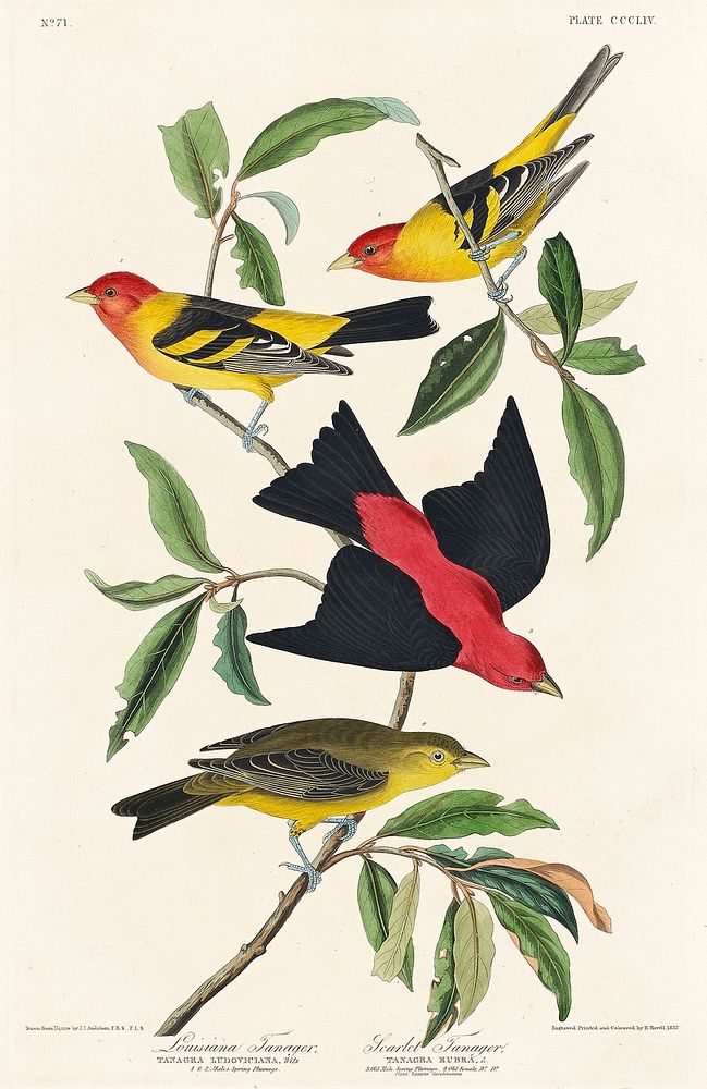 Louisiana Tanager and Scarlet Tanager from Birds of America (1827) by John James Audubon, etched by William Home Lizars.…