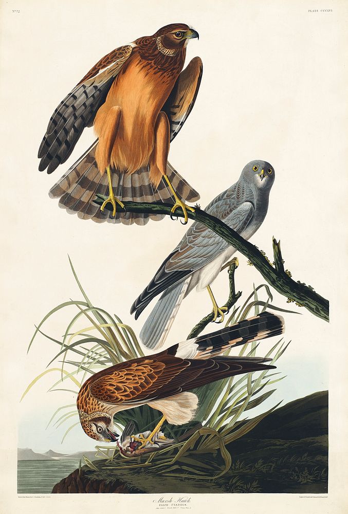 Marsh Hawk from Birds of America (1827) by John James Audubon, etched by William Home Lizars. Original from University of…