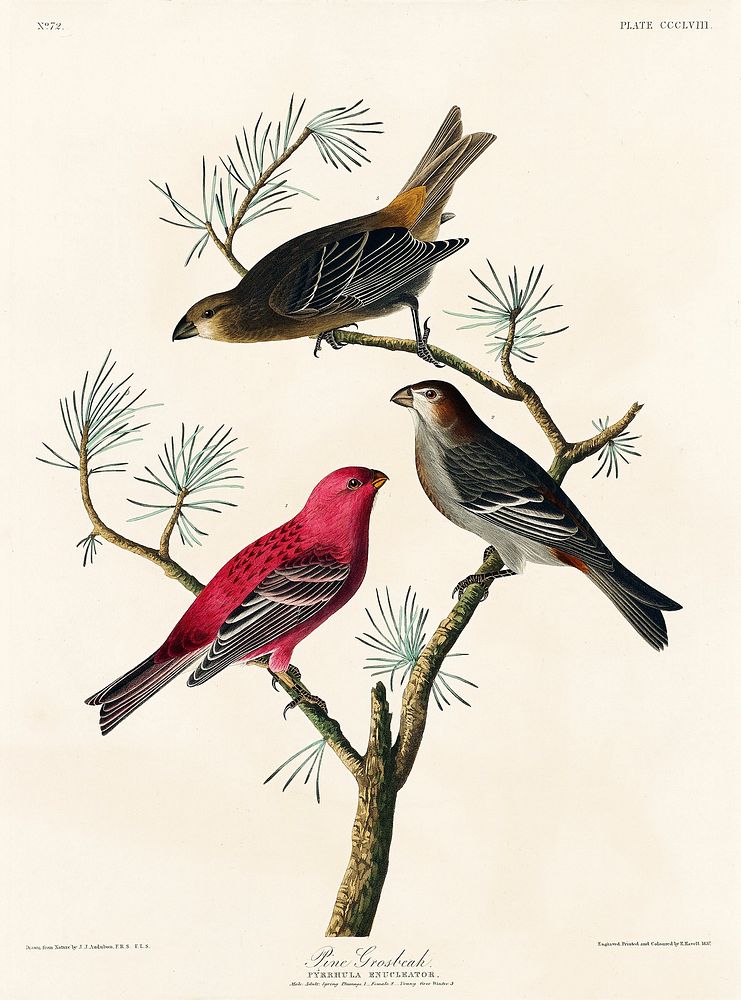 Pine Grosbeak from Birds of America (1827) by John James Audubon, etched by William Home Lizars. Original from University of…