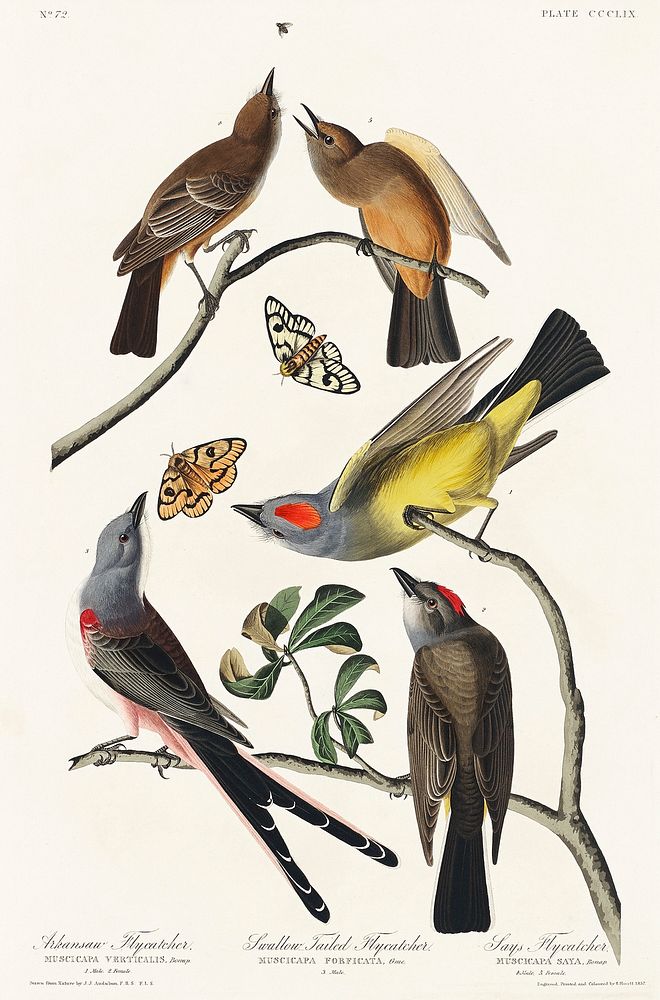 Arkansaw Flycatcher, Swallow-Tailed Flycatcher and Says Flycatcher from Birds of America (1827) by John James Audubon…