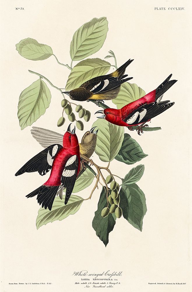 White-winged Crossbill from Birds of America (1827) by John James Audubon, etched by William Home Lizars. Original from…