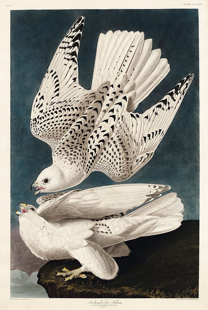 Iceland or Jer Falcon from Birds of America (1827) by John James Audubon, etched by William Home Lizars. Original from…