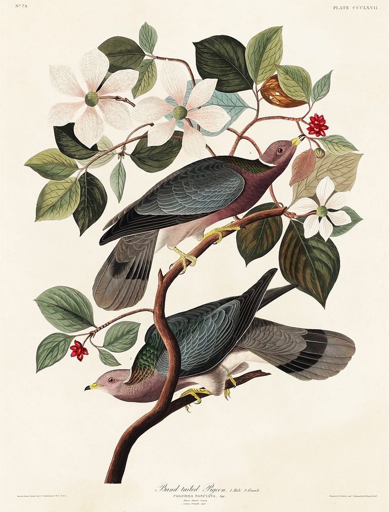 Band-tailed Pigeon from Birds of America (1827) by John James Audubon, etched by William Home Lizars. Original from…