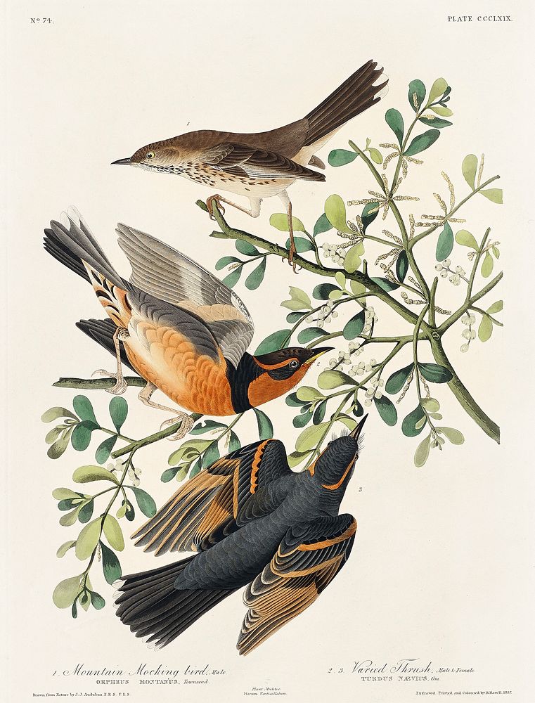Mountain Mocking bird and Varied Thrush from Birds of America (1827) by John James Audubon (1785 - 1851), etched by Robert…
