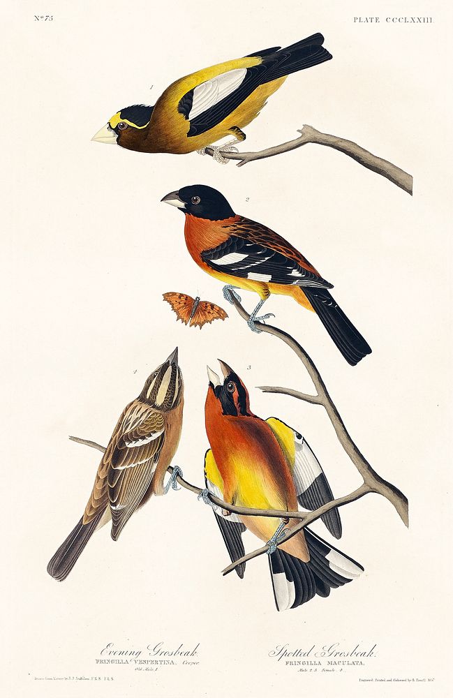Evening Grosbeak and Spotted Grosbeak from Birds of America (1827) by John James Audubon, etched by William Home Lizars.…