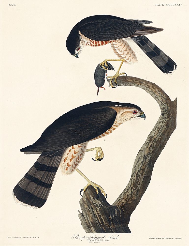Sharp-shinned Hawk from Birds of America (1827) by John James Audubon, etched by William Home Lizars. Original from…