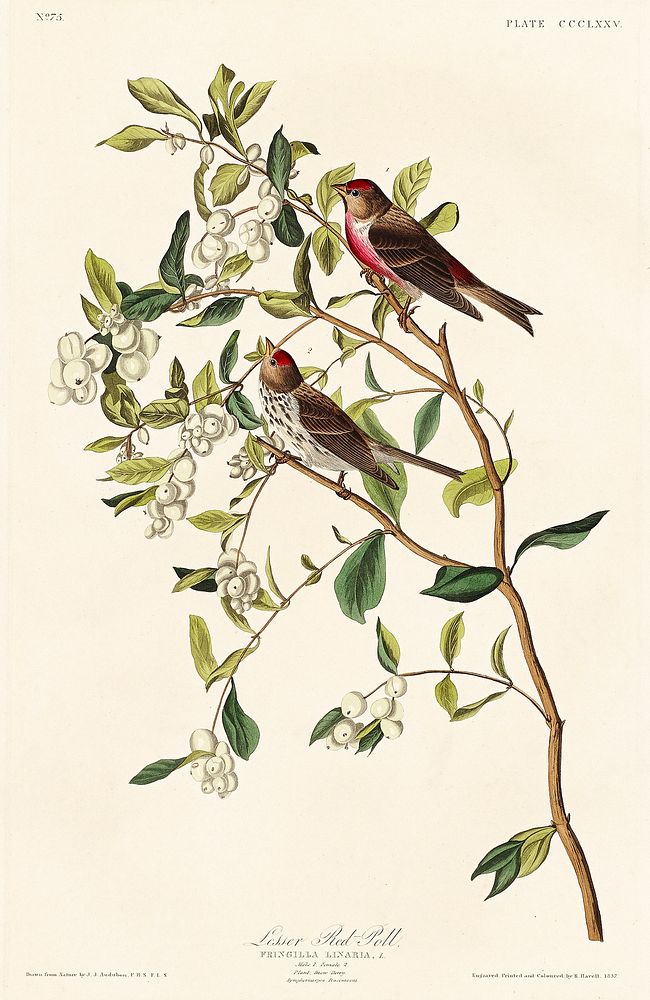 Lesser Red-Poll from Birds of America (1827) by John James Audubon, etched by William Home Lizars. Original from University…
