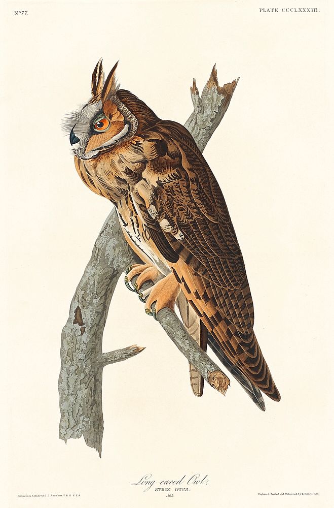 Long-eared Owl from Birds of America (1827) by John James Audubon, etched by William Home Lizars. Original from University…