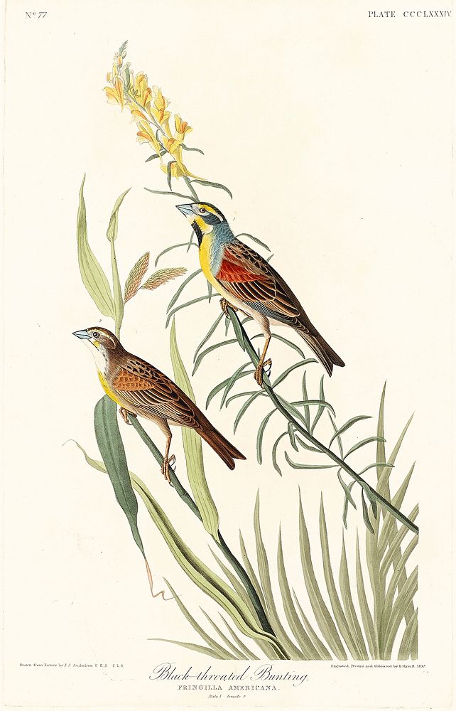 Black-Throated Bunting from Birds of America (1827) by John James Audubon, etched by William Home Lizars. Original from…