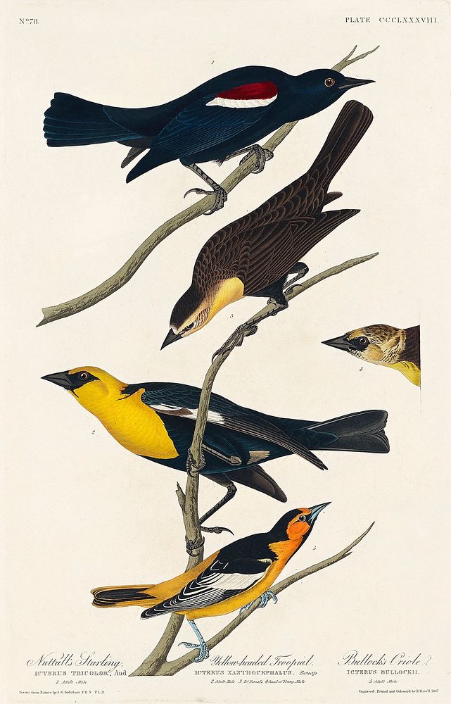 Nuttall's Starling, Yellow-headed Troopial and Bullock's Oriole from Birds of America (1827) by John James Audubon, etched…