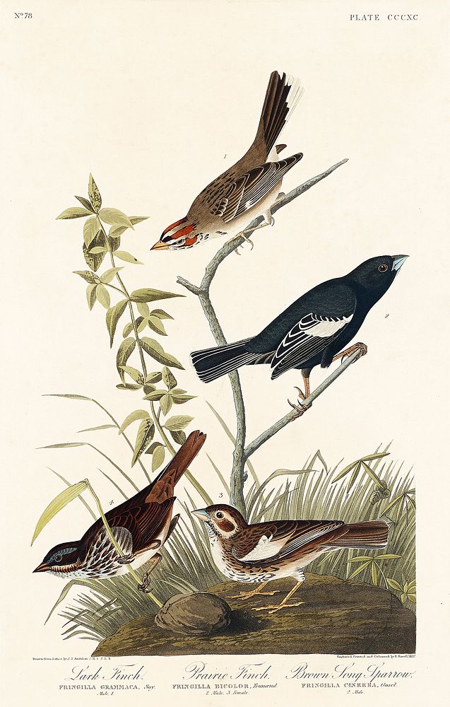 Lark Finch, Prairie Finch and Brown Song Sparrow from Birds of America (1827) by John James Audubon, etched by William Home…