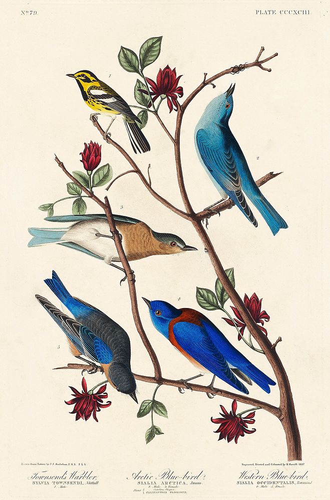 Townsend's Warbler, Arctic Blue-bird and Western Blue-bird from Birds of America (1827) by John James Audubon (1785 - 1851)…
