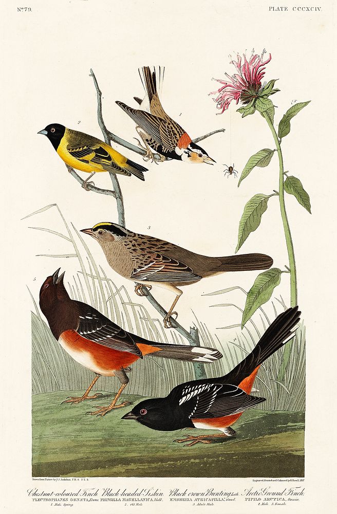 Chestnut-coloured Finch, Black-headed Siskin, Black crown Bunting and Arctic Ground Finch from Birds of America (1827) by…