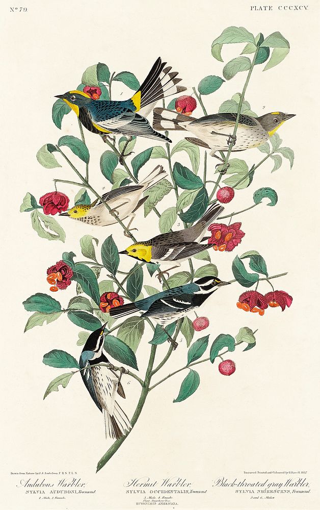 Audubon's Warbler, Hermit Warbler and Black-throated gray Warbler from Birds of America (1827) by John James Audubon (1785 -…