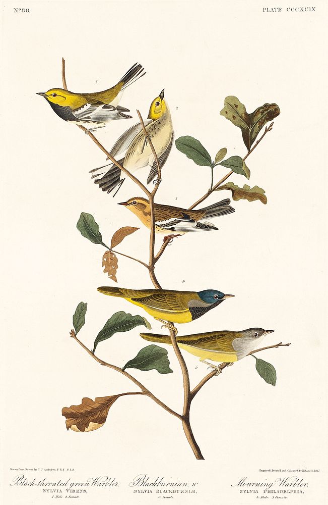 Black-throated green Warbler, Blackburnian and Mourning Warbler from Birds of America (1827) by John James Audubon (1785 -…