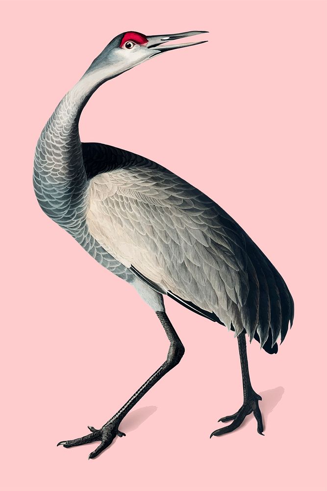 Hooping Crane illustration