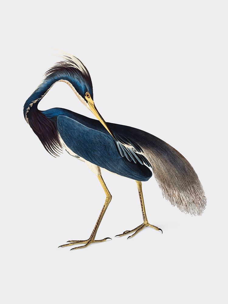 Louisiana Heron illustration