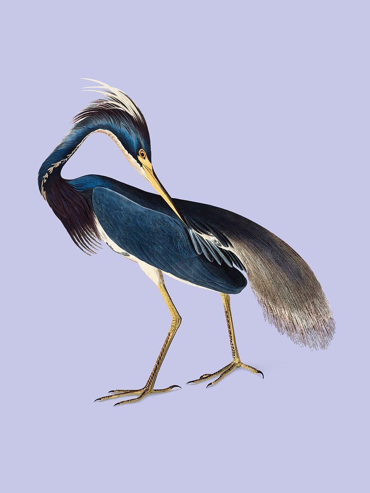 Louisiana Heron illustration