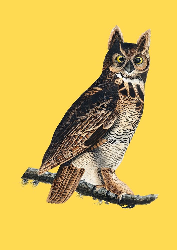 Great Horned Owl illustration