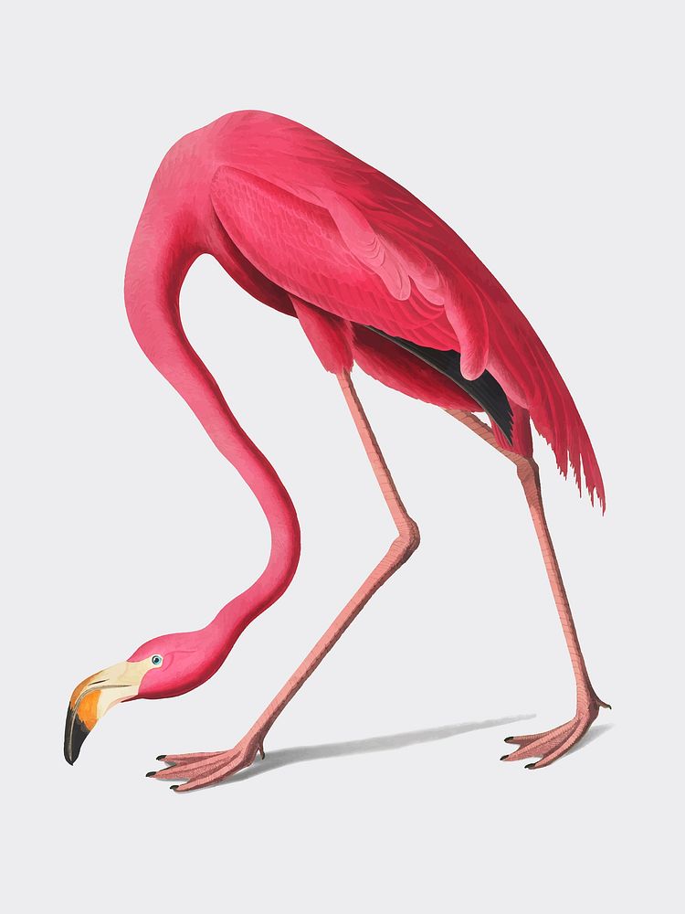 Pink Flamingo illustration