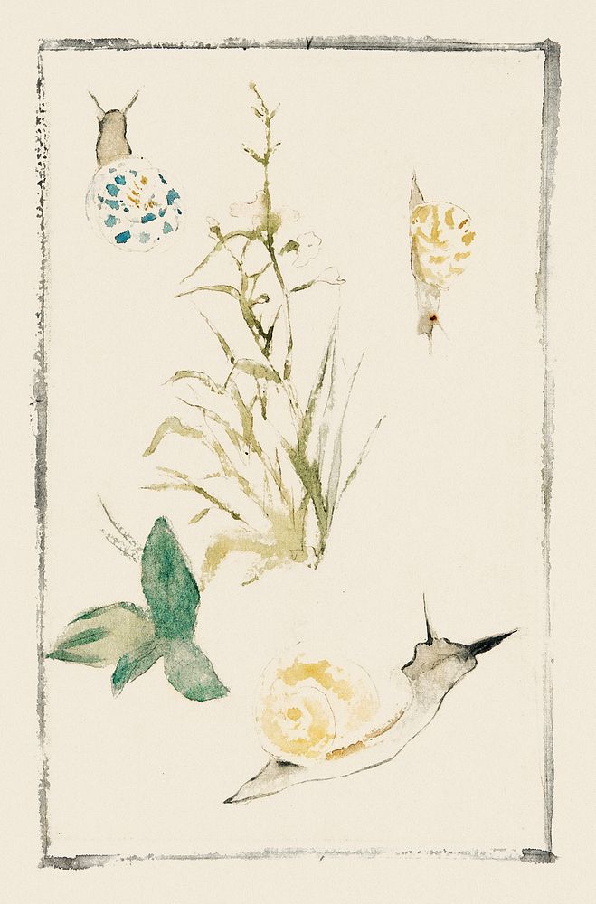 Sketches of Snails, Flowering Plant (1864&ndash;1868) painting in high resolution by &Eacute;douard Manet. Original from The…