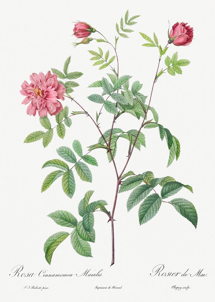 Cinnamon Rose, also known as Rose of May (Rosa cinnamomea maialis) from Les Roses (1817&ndash;1824) by Pierre-Joseph…