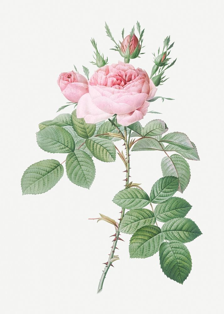 Vintage rose of perfume illustration