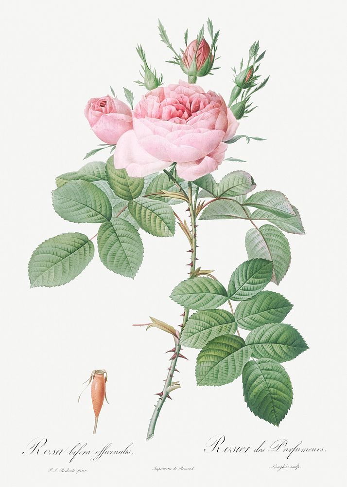 Rosa bifera officinalis, also known as Rose of Perfume from Les Roses (1817&ndash;1824) by Pierre-Joseph Redout&eacute;.…