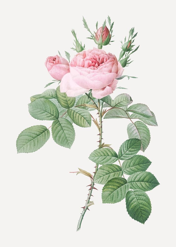 Vintage rose of perfume vector