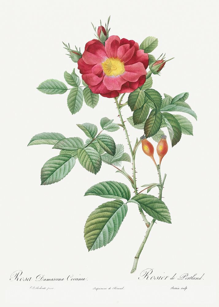 Red Portland Rose, Rosa damascena coccinea from Les Roses (1817&ndash;1824) by Pierre-Joseph Redout&eacute;. Original from…