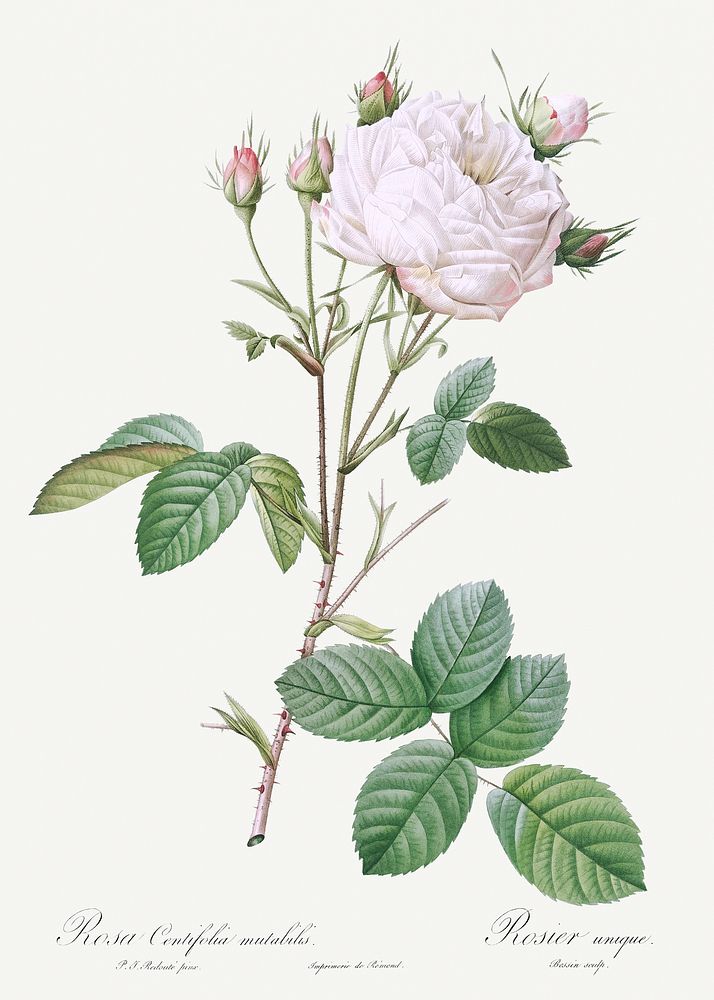 Cabbage Rose White Provence also known as Unique Blance (Rosa centifolia mutabilis) from Les Roses (1817&ndash;1824) by…