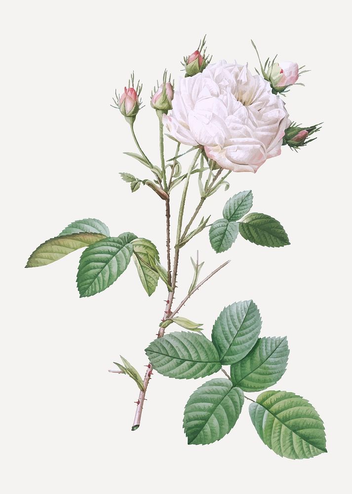 Vintage white cabbage rose illustration