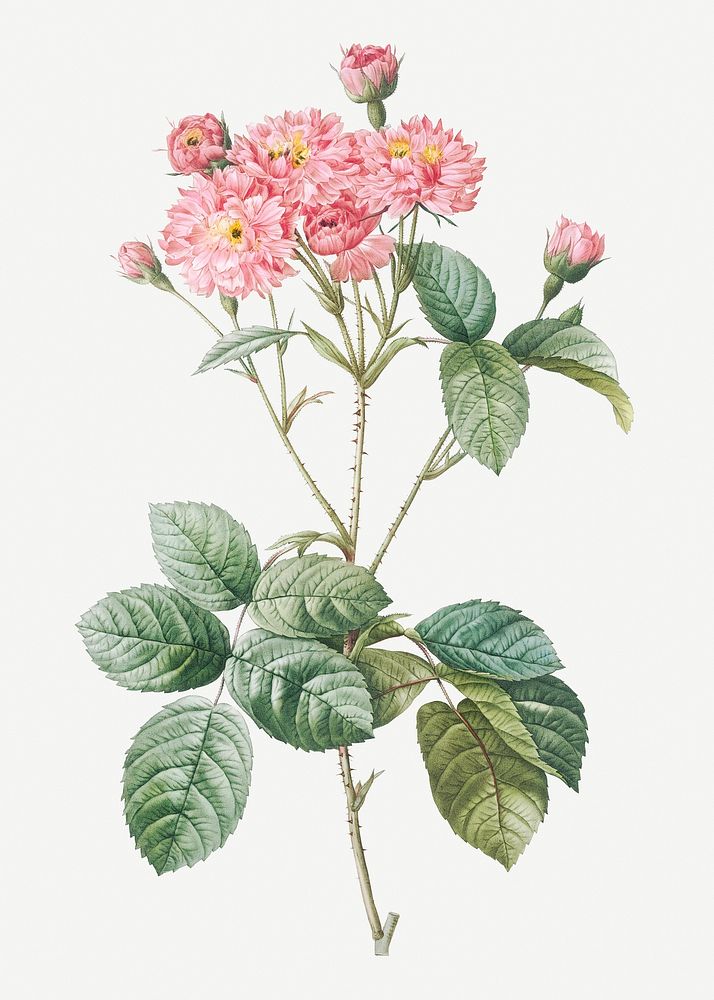 Vintage pink cabbage rose illustration