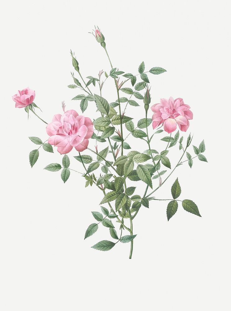 Vintage blooming dwarf rosebush illustration