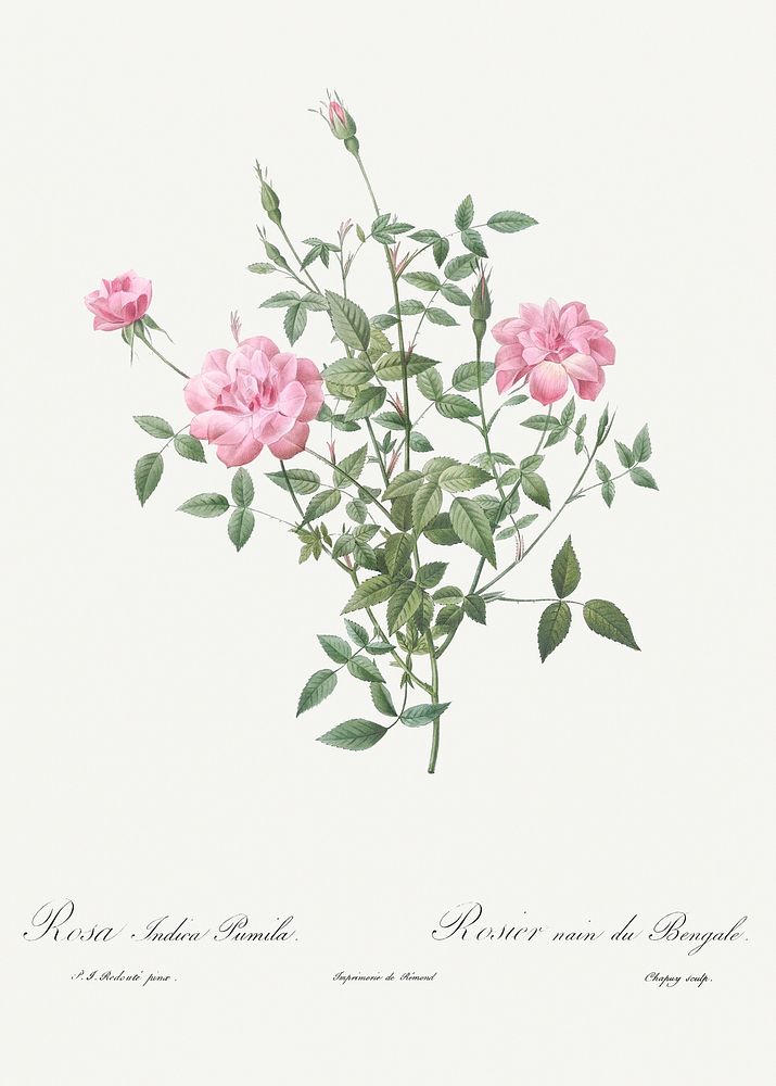 Double Miniature Rose, also known as Dwarf Rosebush (Rosa indica pumila) from Les Roses (1817&ndash;1824) by Pierre-Joseph…