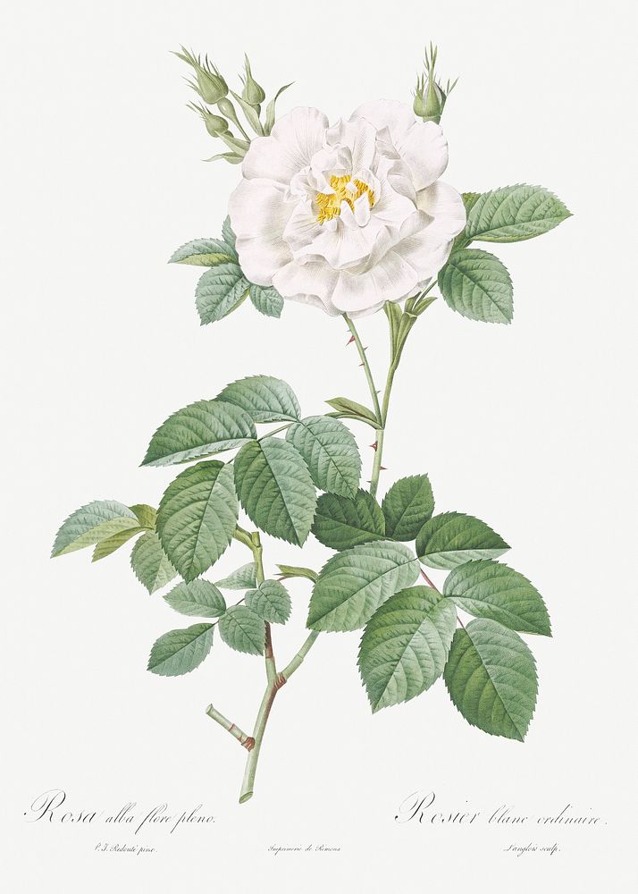 Rosa alba flore pleno, also known as Ordinary White Rose from Les Roses (1817&ndash;1824) by Pierre-Joseph Redout&eacute;.…